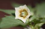 Cutleaf groundcherry